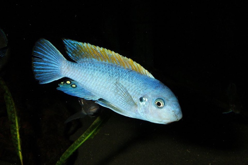 Labeotropheus trewavasae 'Makokola Reef'